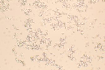 Trichoderma